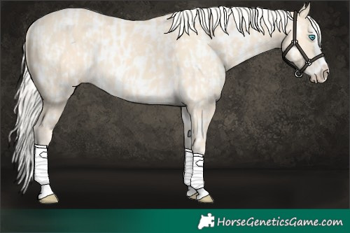 Horse Color:Cremello Splash  and Cremello Splash Near Leopard 