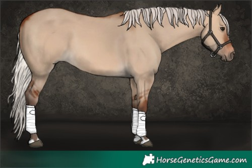 Horse Color:Silver Bay Dun