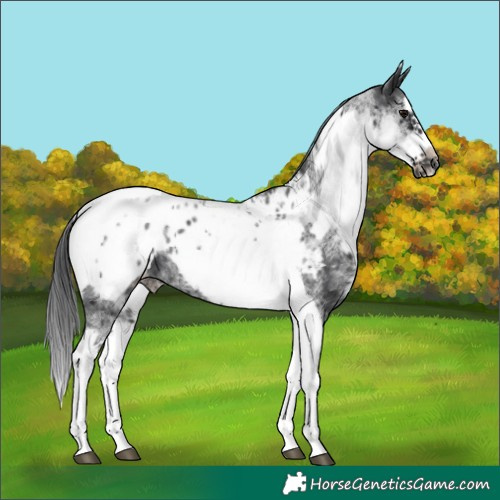 Horse Color:White Spotted Black Splash Tobiano Frame Blanket 