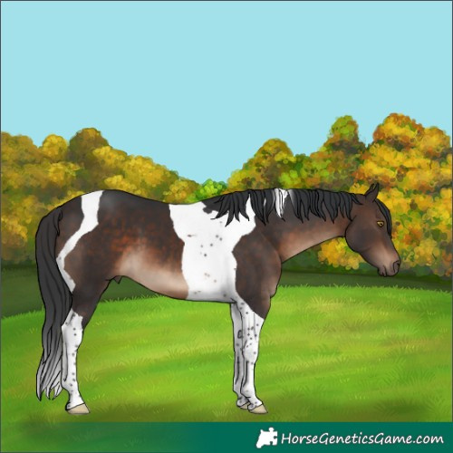 Horse Color:Brown Tobiano 