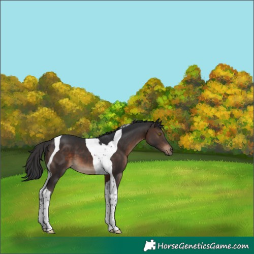 Horse Color:Brown Tobiano 