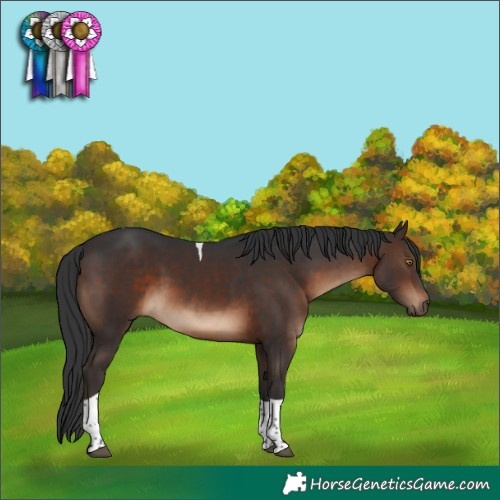 Horse Color:Brown Tobiano 
