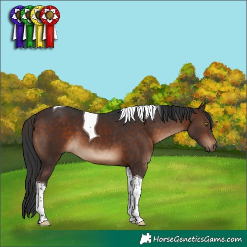 Horse Color:Bay Tobiano