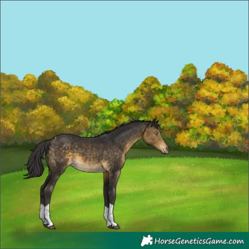 Horse Color:Buckskin Tobiano