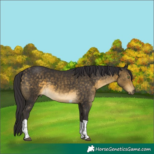 Horse Color:Buckskin Tobiano