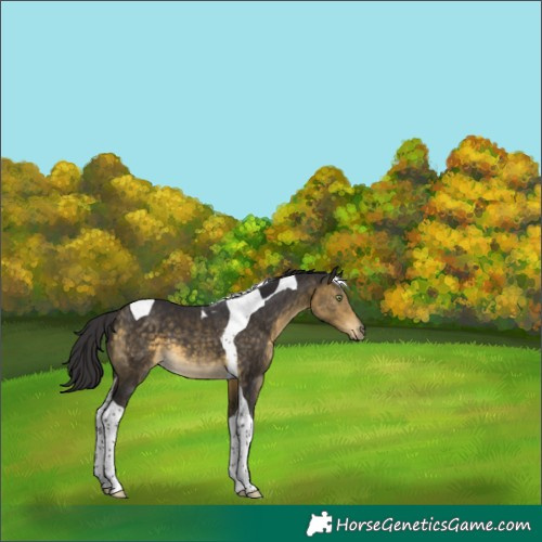 Horse Color:Buckskin Tobiano