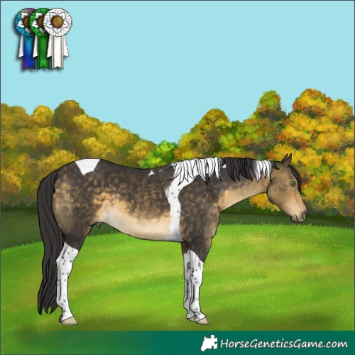 Horse Color:Buckskin Tobiano 