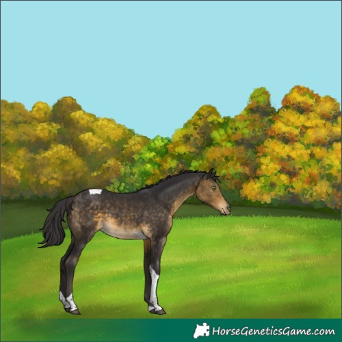 Horse Color:Buckskin Tobiano