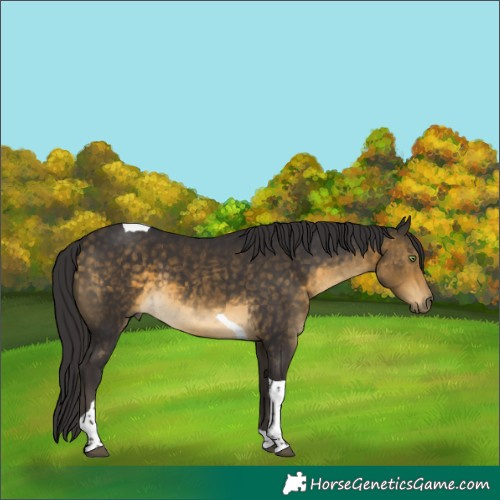 Horse Color:Buckskin Tobiano