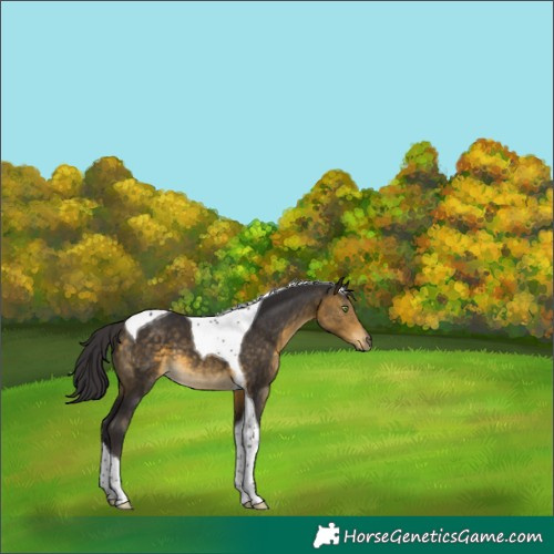 Horse Color:Buckskin Tobiano