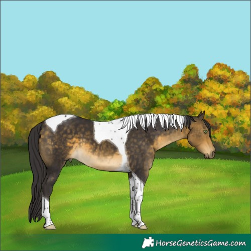 Horse Color:Buckskin Tobiano 