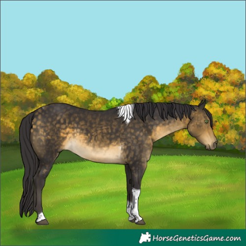 Horse Color:Buckskin Tobiano 