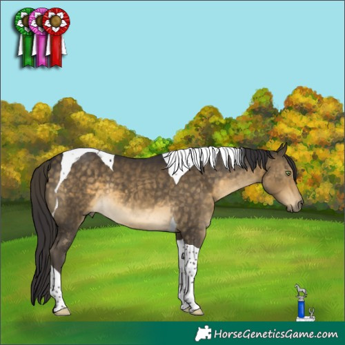 Horse Color:Buckskin Tobiano