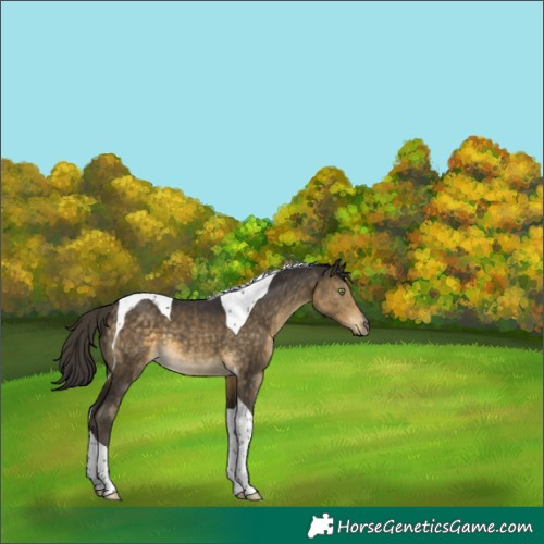 Horse Color:Buckskin Tobiano