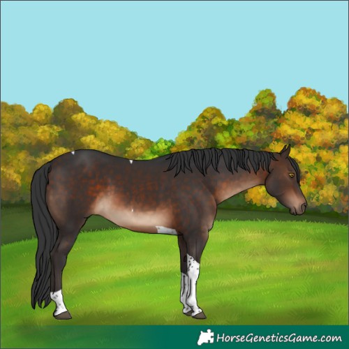 Horse Color:Bay Tobiano 