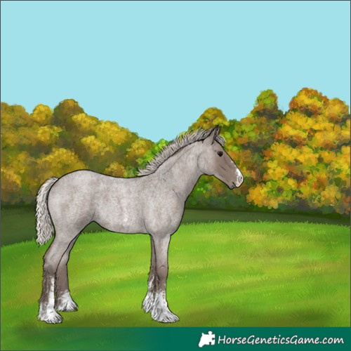 Horse Color:Silver Blue Roan Sabino 