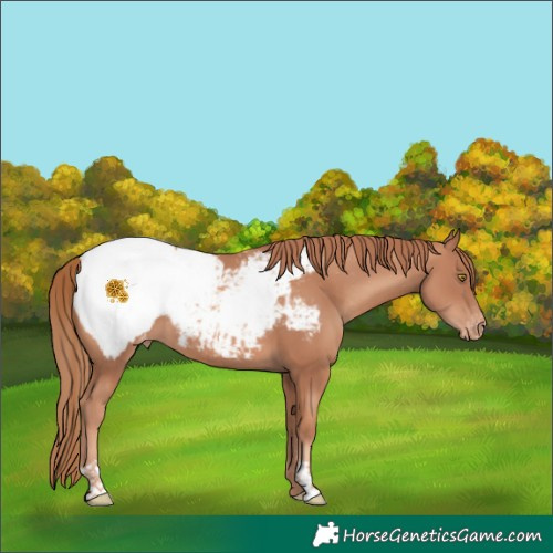 Horse Color:Gold Champagne Appaloosa 