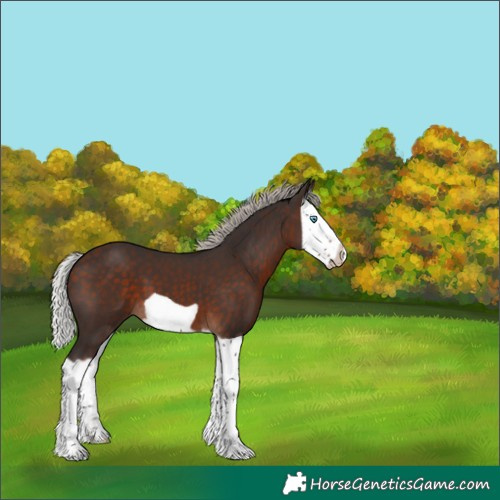 Horse Color:Silver Brown Splash Frame