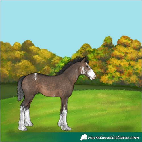 Horse Color:Bay Dun Sabino Appaloosa