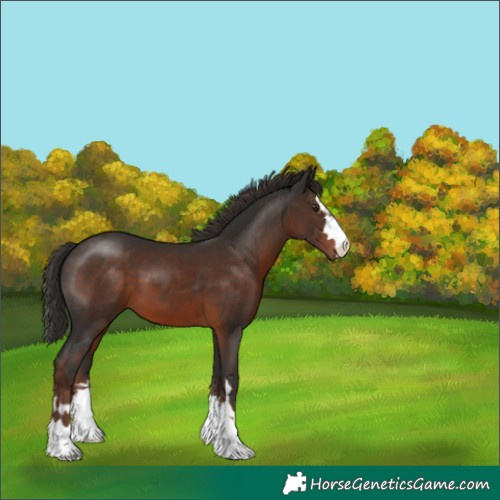 Horse Color:Liver Chestnut 