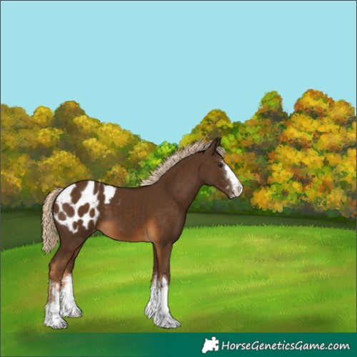 Horse Color:Chocolate Palomino Appaloosa 