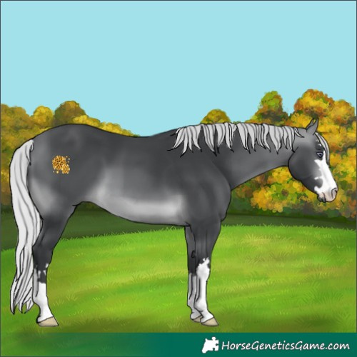 Horse Color:Silver Brown Chinchilla 
