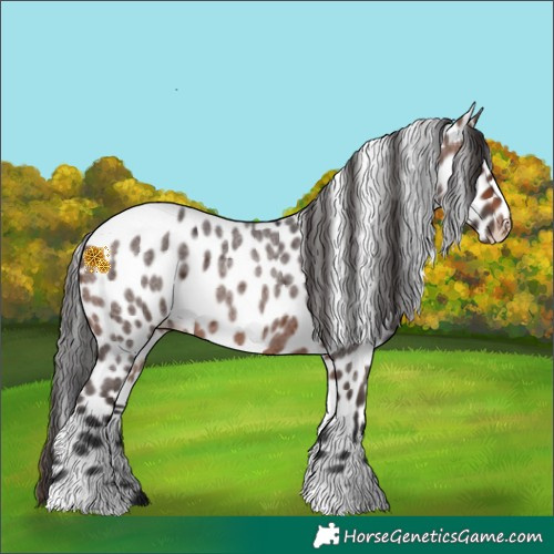 Horse Color:Brown Roan Leopard