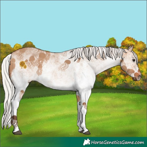 Horse Color:White Spotted Silver Bay Dun