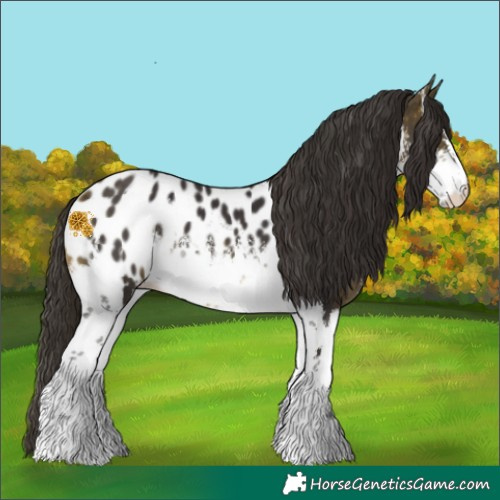 Horse Color:White Spotted Buckskin Blanket