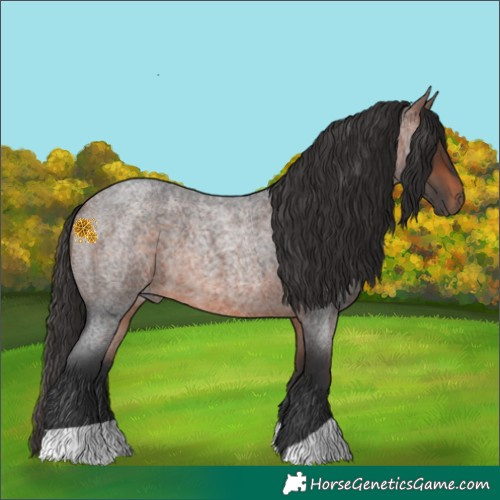Horse Color:Bay Roan 