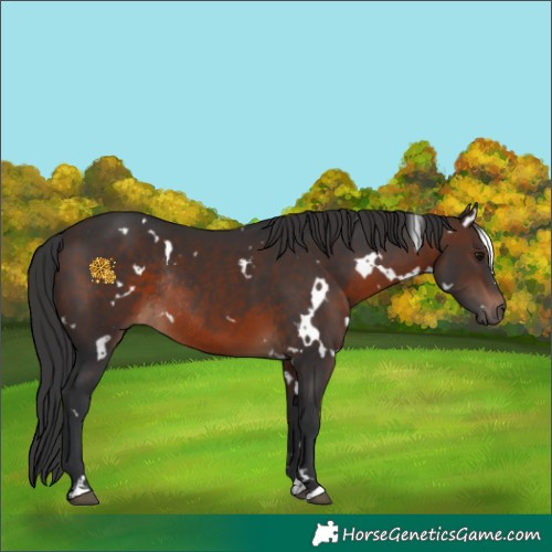 Horse Color:White Spotted Brown Rabicano