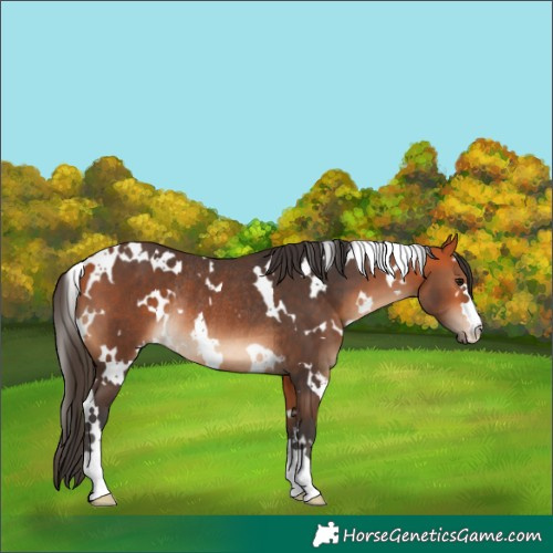 Horse Color:White Spotted Bay Rabicano 