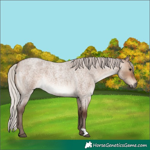 Horse Color:Silver Brown Roan Dun Rabicano