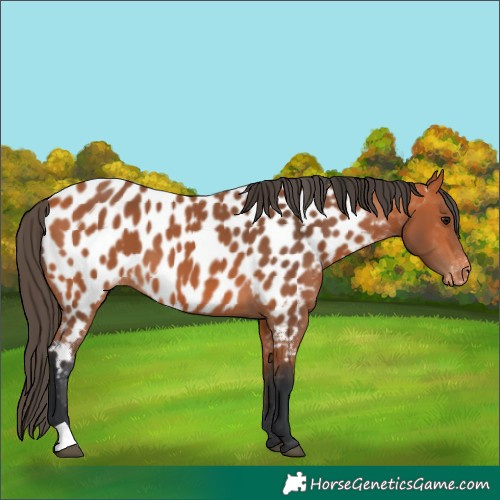 Horse Color:Bay Near Leopard