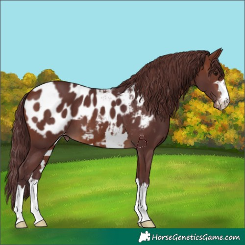 Horse Color:Chocolate Brown Appaloosa