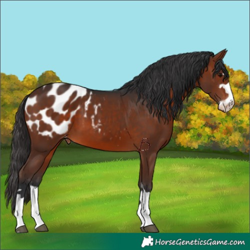 Horse Color:Brown Appaloosa 