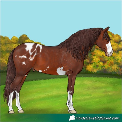 Horse Color:Chocolate Brown Appaloosa 