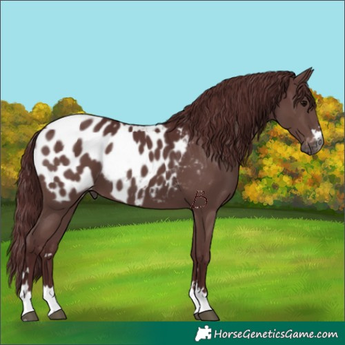 Horse Color:Gray Chocolate Black Appaloosa 