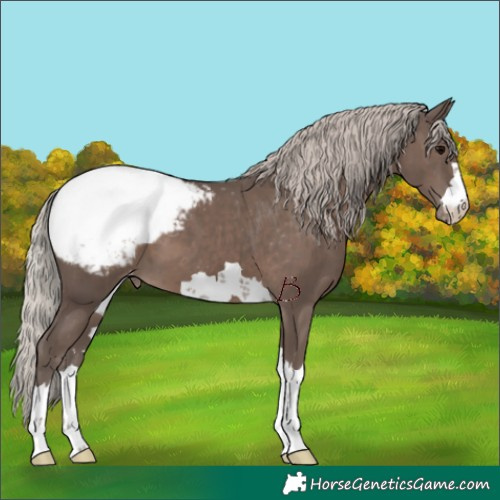Horse Color:Silver Black Appaloosa 