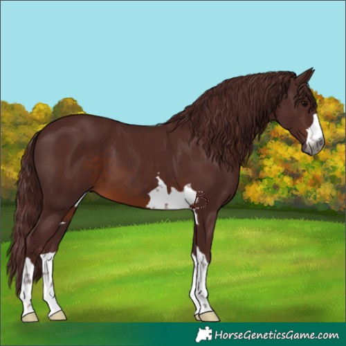 Horse Color:Gray Chocolate Brown 