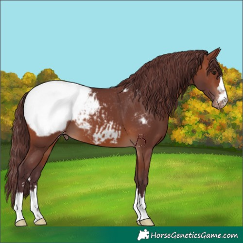 Horse Color:Chocolate Brown Appaloosa