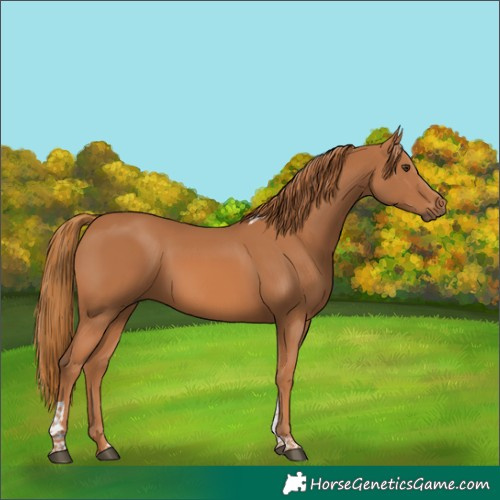 Horse Color:Chestnut Tobiano