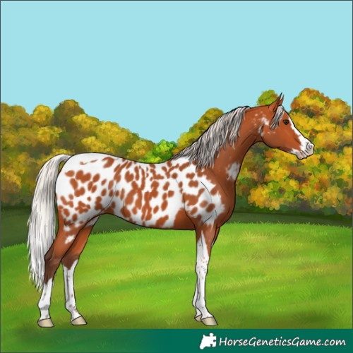 Horse Color:Silver Bay Splash Tobiano Near Leopard 