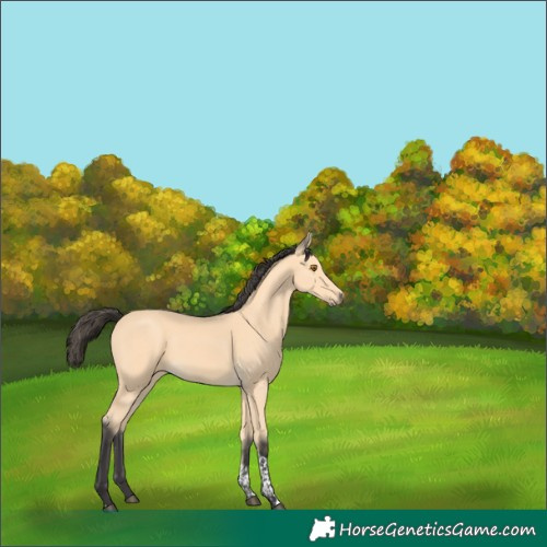 Horse Color:Buckskin Tobiano 