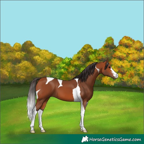 Horse Color:Bay Tobiano