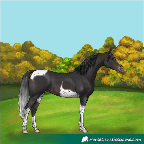 Horse Color:Brown Tobiano Varnish