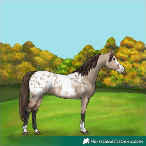 Horse Color:Brown Dun Sabino Tobiano Blanket