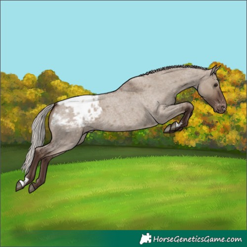 Horse Color:Silver Grullo Roan Blanket 