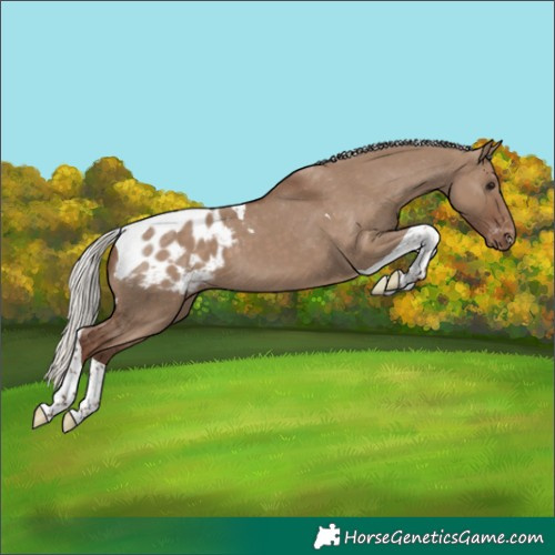 Horse Color:Silver Grullo Tobiano Blanket