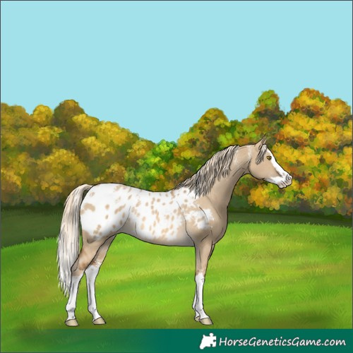 Horse Color:Powder White Chocolate Palomino Dun Splash Blanket 